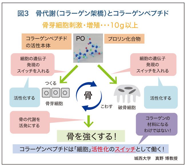 ハイネ イーゲル 特徴